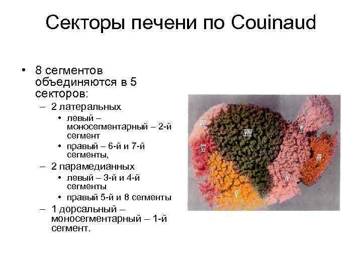 Секторы печени по Couinaud • 8 сегментов объединяются в 5 секторов: – 2 латеральных