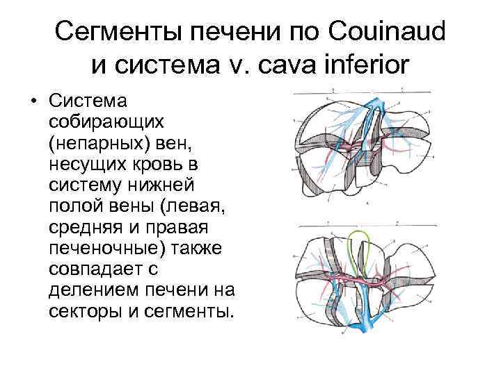 Сегменты печени по Couinaud и система v. cava inferior • Система собирающих (непарных) вен,