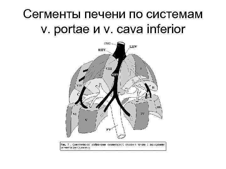 Сегменты печени по системам v. portae и v. cava inferior 