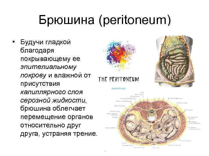 Схема брюшины