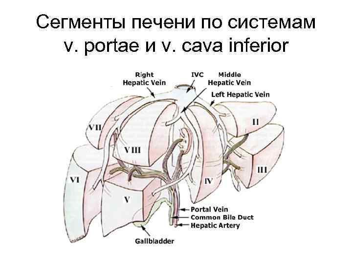 Сегменты печени по системам v. portae и v. cava inferior 