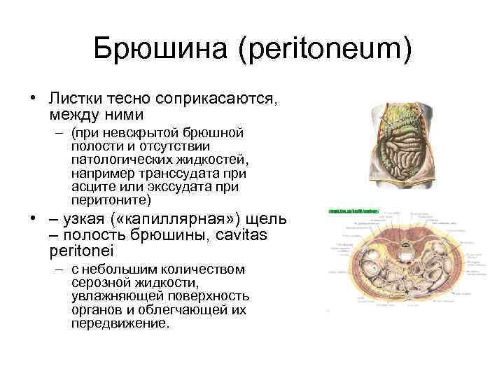 Брюшина (peritoneum) • Листки тесно соприкасаются, между ними – (при невскрытой брюшной полости и
