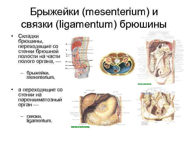 Брыжейка яичника