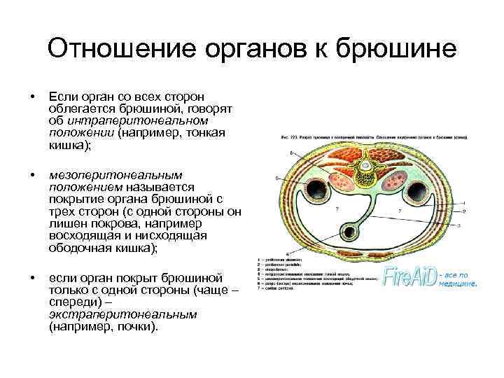 Отношение органов к брюшине • Если орган со всех сторон облегается брюшиной, говорят об