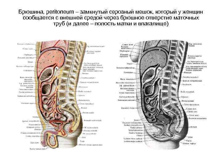 Брюшина, peritoneum – замкнутый серозный мешок, который у женщин сообщается с внешней средой через