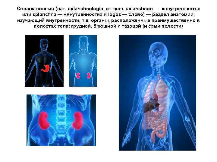 Спланхнология (лат. splanchnologia, от греч. splanchnon — «внутренность» или splanchna — «внутренности» и logos
