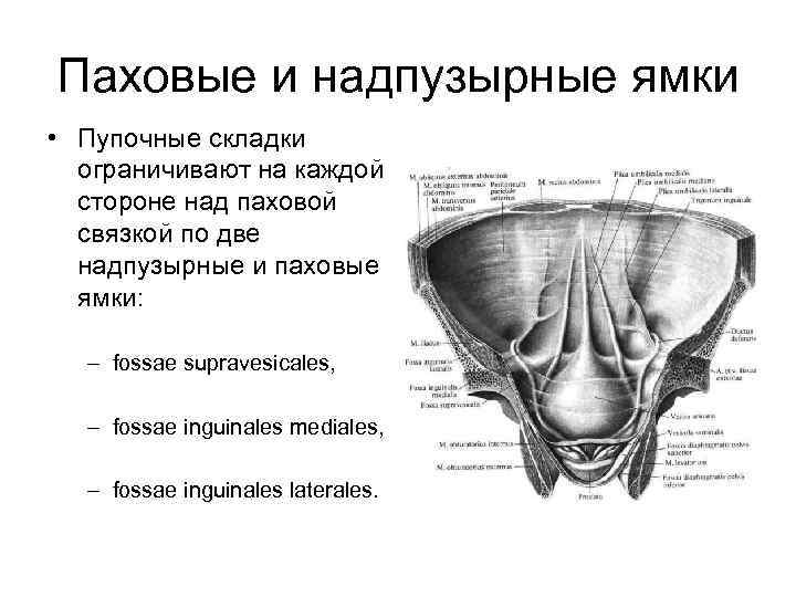 Паховые складки где находятся схема у женщин