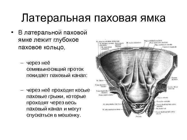 Анатомия мужчины паховая область в картинках