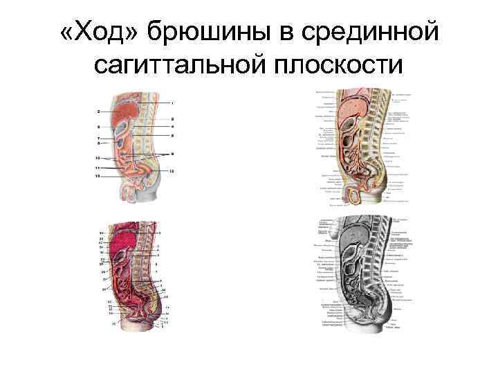  «Ход» брюшины в срединной сагиттальной плоскости 