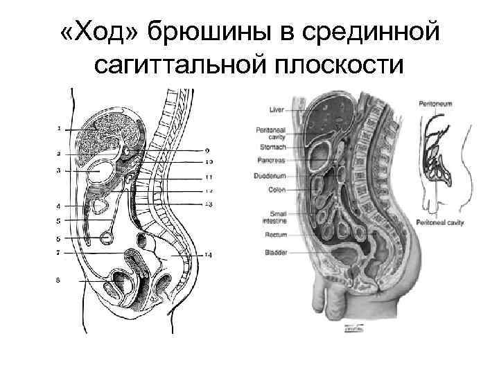  «Ход» брюшины в срединной сагиттальной плоскости 