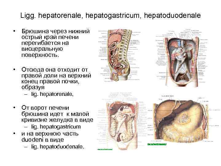 Ligg. hepatorenale, hepatogastricum, hepatoduodenale • Брюшина через нижний острый край печени перегибается на висцеральную