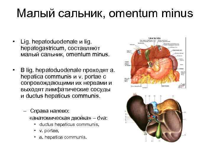 Малый сальник, omentum minus • Lig. hepatoduodenale и lig. hepatogastricum, составляют малый сальник, omentum