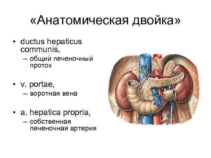  «Анатомическая двойка» • ductus hepaticus communis, – общий печеночный проток • v. portae,