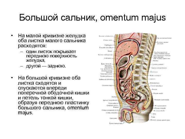 Удалили большой сальник последствия