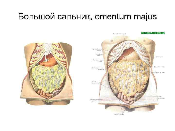 Большой сальник на кт