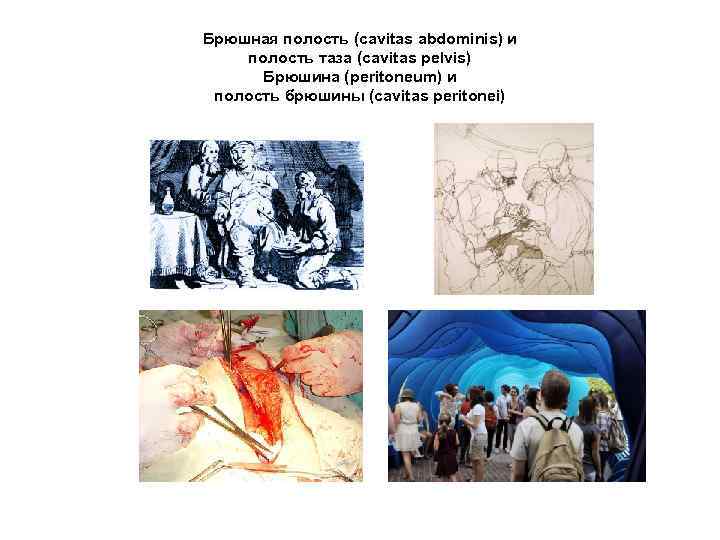 Брюшная полость (cavitas abdominis) и полость таза (cavitas pelvis) Брюшина (peritoneum) и полость брюшины