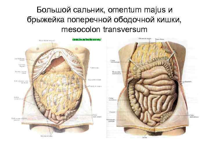 Брыжейка сальник брюшина