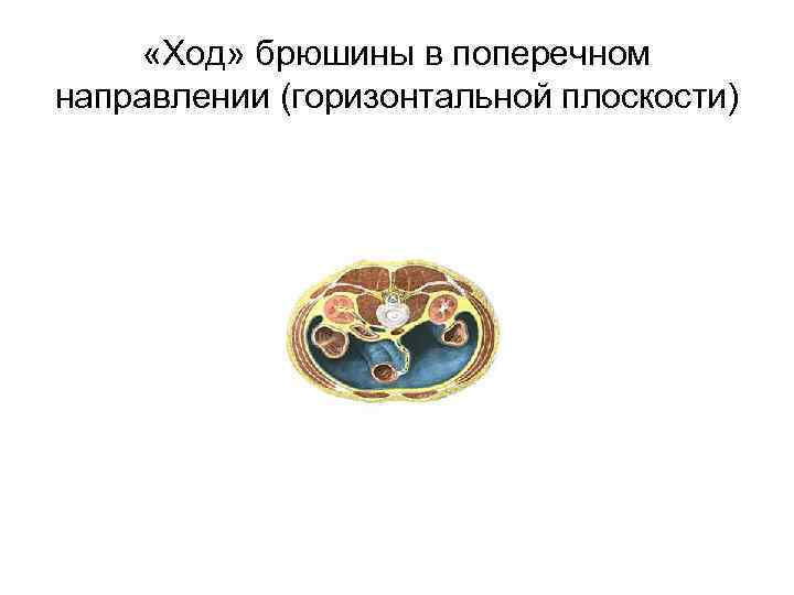  «Ход» брюшины в поперечном направлении (горизонтальной плоскости) 