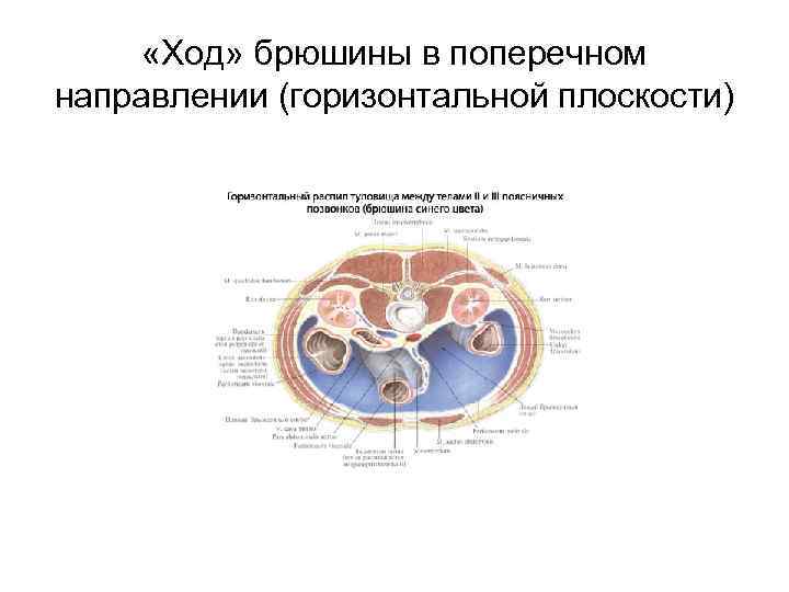 Ход брюшины на сагиттальном разрезе схема