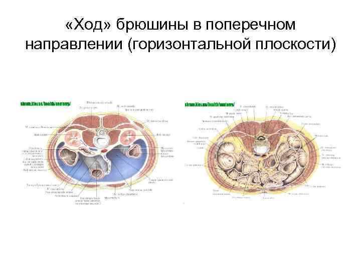 «Ход» брюшины в поперечном направлении (горизонтальной плоскости) 