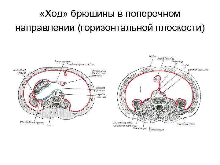  «Ход» брюшины в поперечном направлении (горизонтальной плоскости) 