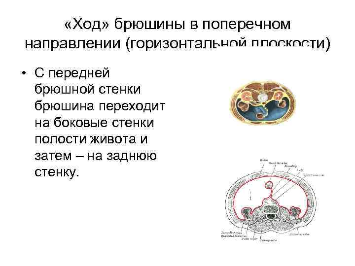  «Ход» брюшины в поперечном направлении (горизонтальной плоскости) • С передней брюшной стенки брюшина