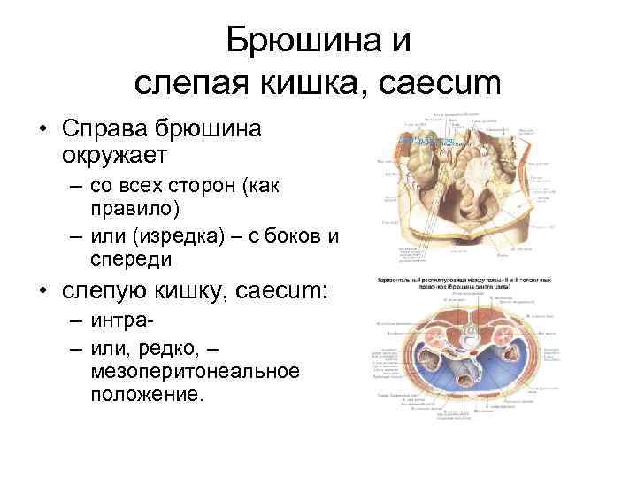 Брюшина и слепая кишка, caecum • Справа брюшина окружает – со всех сторон (как