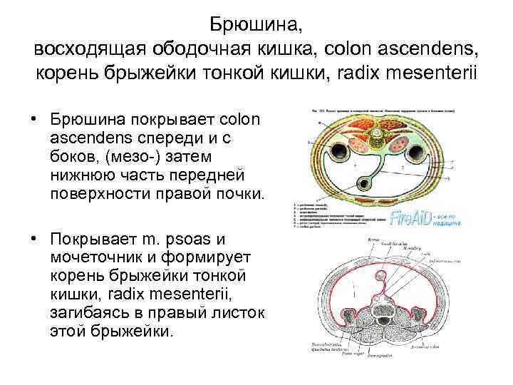 Восходящая ободочная кишка фото