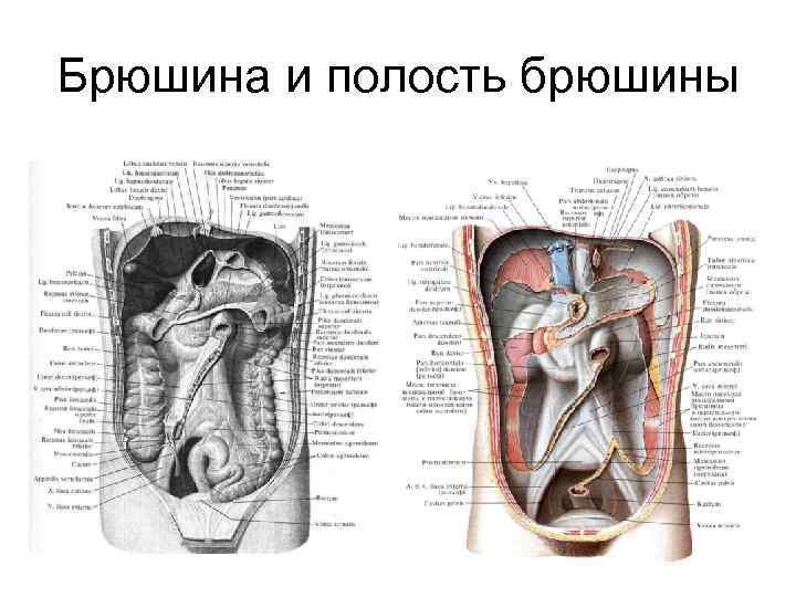 Брюшина и полость брюшины 