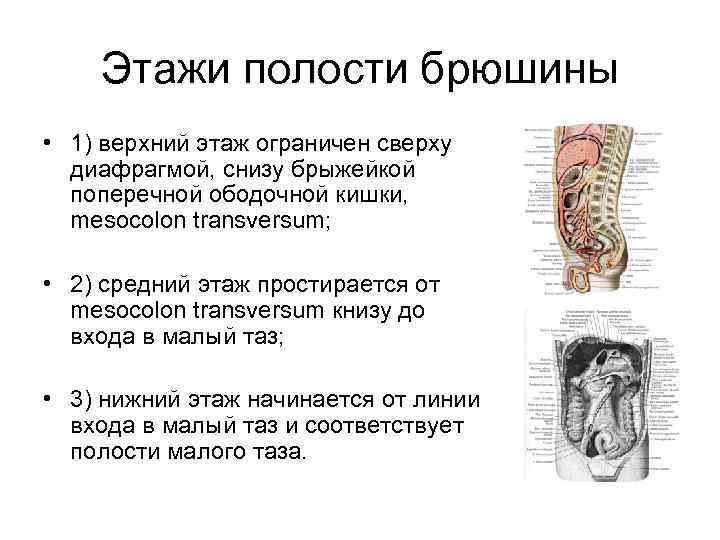 Этажи полости брюшины • 1) верхний этаж ограничен сверху диафрагмой, снизу брыжейкой поперечной ободочной