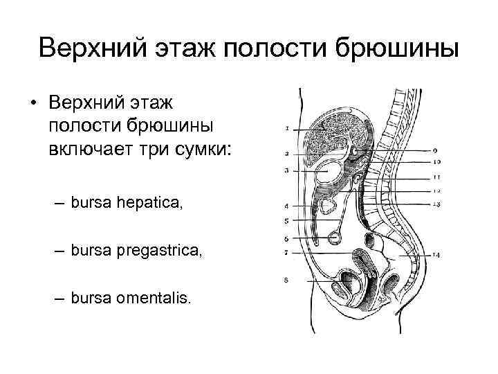 Этажи полости. Ход брюшины схема. Этажи полости брюшины. Органы среднего этажа полости брюшины. Ход брюшины рисунок.