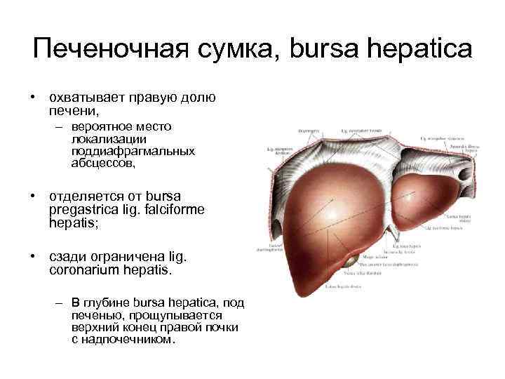 Печеночная сумка, bursa hepatica • охватывает правую долю печени, – вероятное место локализации поддиафрагмальных