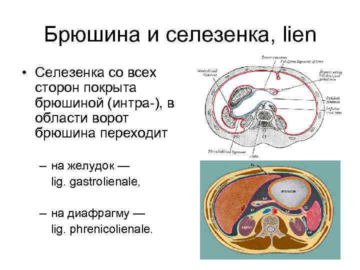 Брюшина и селезенка, lien • Селезенка со всех сторон покрыта брюшиной (интра-), в области