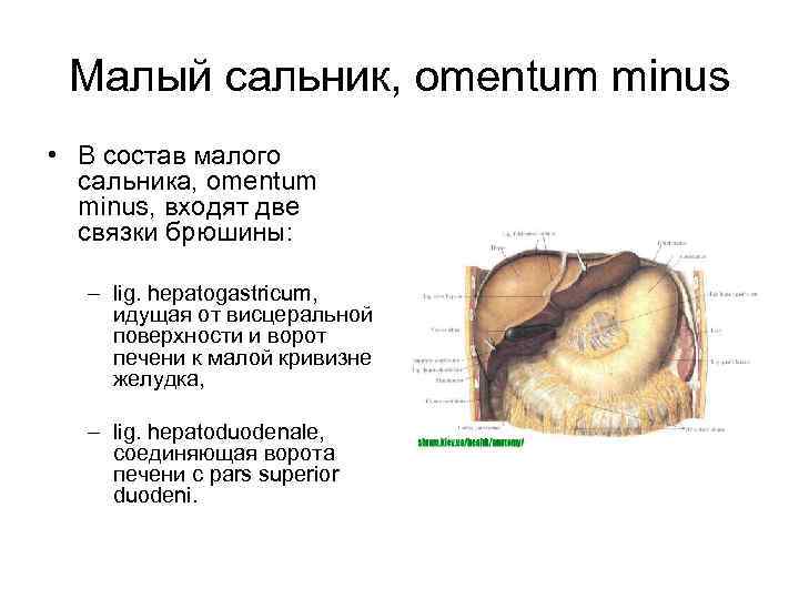 Малый сальник, omentum minus • В состав малого сальника, omentum minus, входят две связки