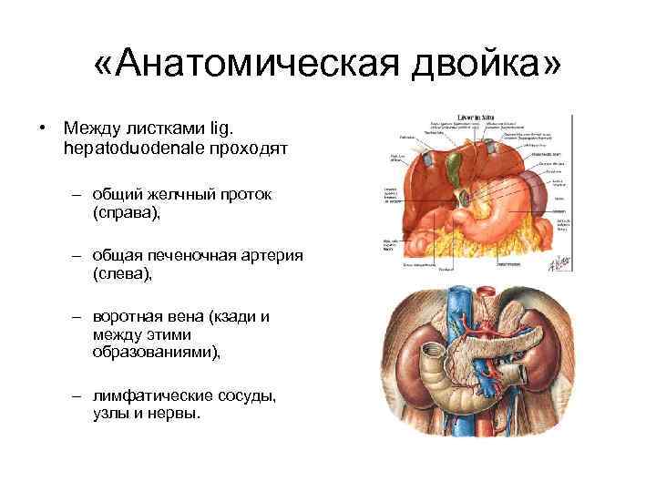  «Анатомическая двойка» • Между листками lig. hepatoduodenale проходят – общий желчный проток (справа),