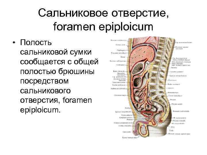 Сальниковое отверстие, foramen epiplоicum • Полость сальниковой сумки сообщается с общей полостью брюшины посредством