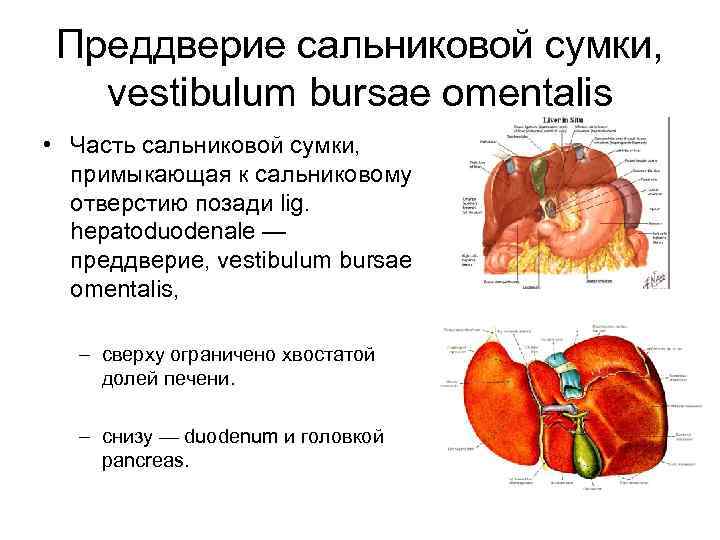 Схема формирования сальниковой сумки