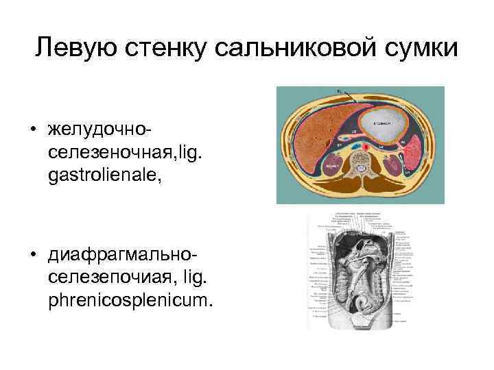 Нижнюю стенку сальниковой сумки составляет