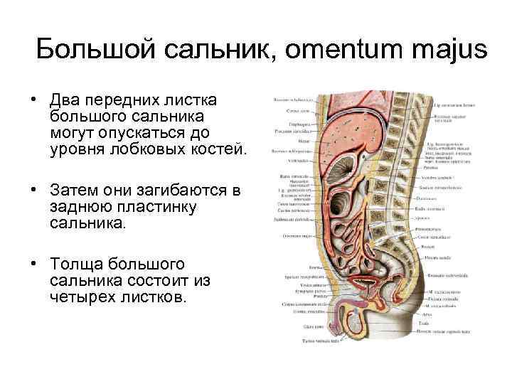 Перекрут большого сальника