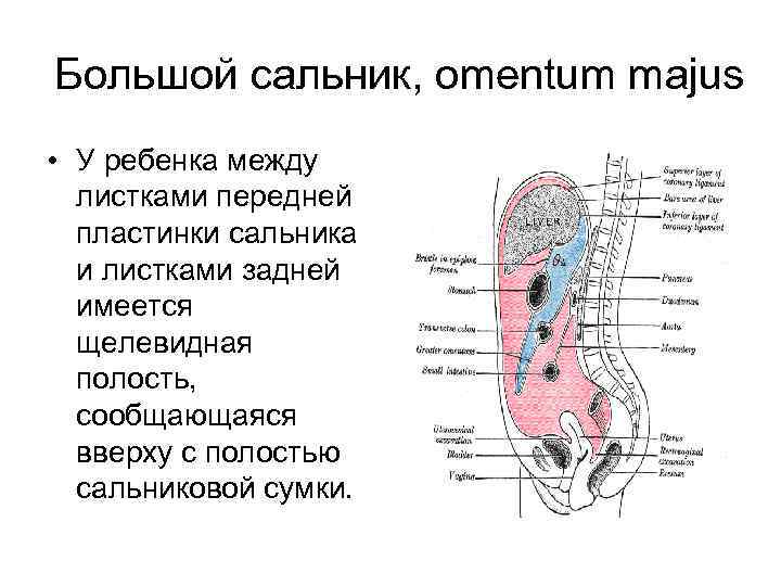 Удалили большой сальник последствия