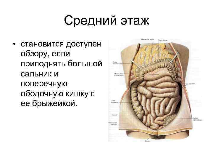 Средний этаж • становится доступен обзору, если приподнять большой сальник и поперечную ободочную кишку