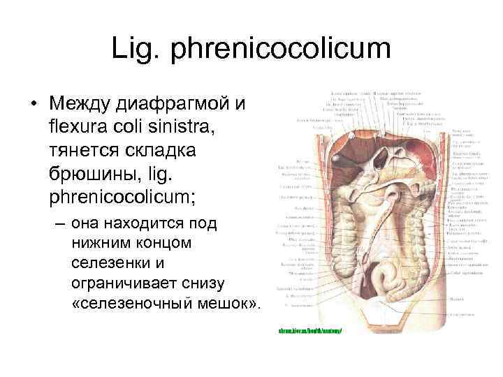 Lig. phrenicocolicum • Между диафрагмой и flexura coli sinistra, тянется складка брюшины, lig. phrenicocolicum;