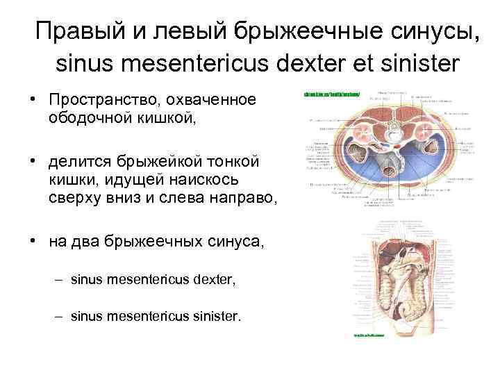 Правый и левый брыжеечные синусы, sinus mesentericus dexter et sinister • Пространство, охваченное ободочной