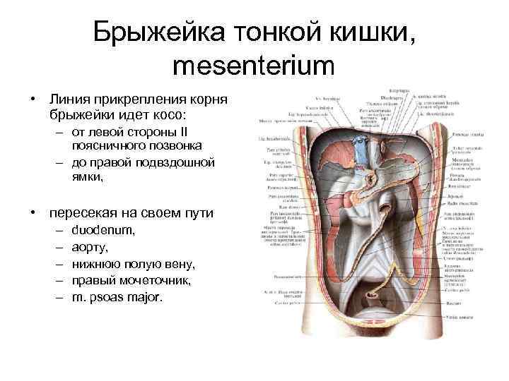 Брыжейка тонкой кишки, mesenterium • Линия прикрепления корня брыжейки идет косо: – от левой