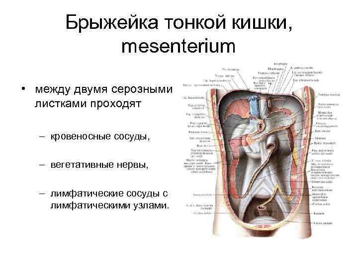 Брыжейка тонкой кишки, mesenterium • между двумя серозными листками проходят – кровеносные сосуды, –