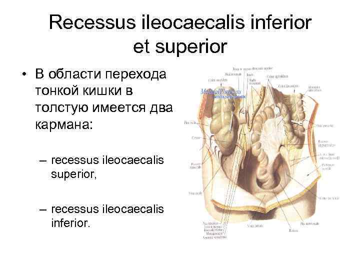 Recessus ileocaecаlis inferior et superior • В области перехода тонкой кишки в толстую имеется