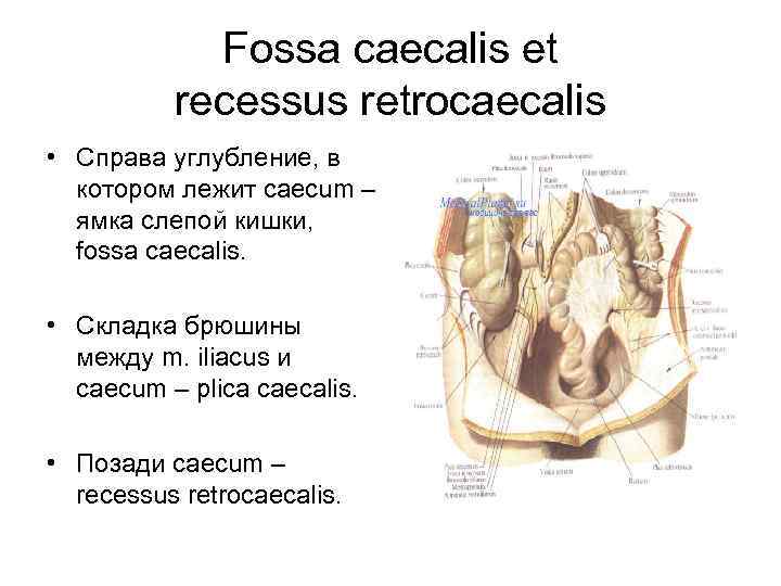 Fossa caecalis et recessus retrocaecalis • Справа углубление, в котором лежит caecum – ямка