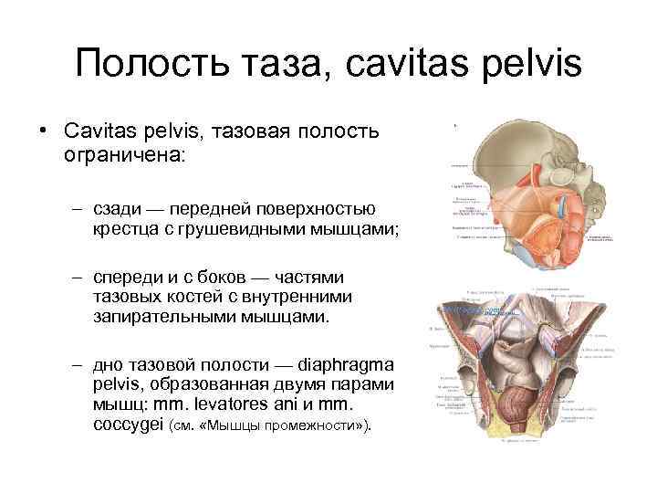 Полость таза. Тазовая полость. Полость таза ограничена. Тазовая полость животных.