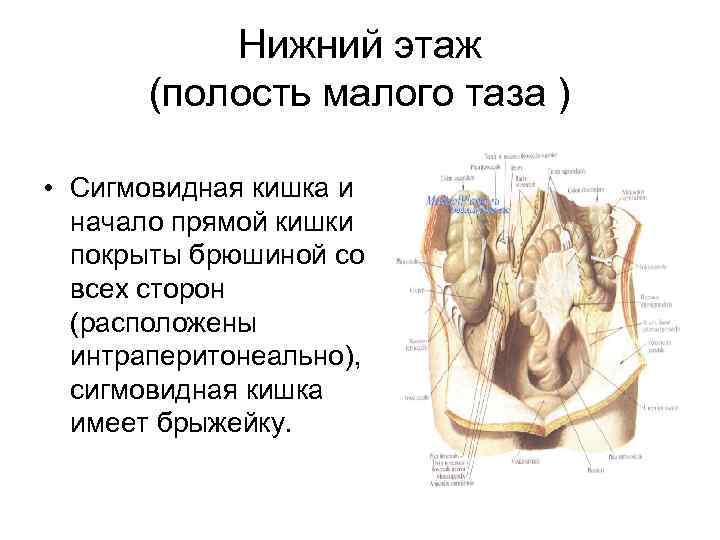 Нижний этаж (полость малого таза ) • Сигмовидная кишка и начало прямой кишки покрыты