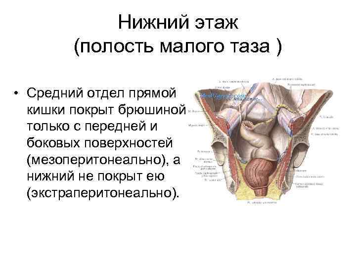Нижний этаж (полость малого таза ) • Средний отдел прямой кишки покрыт брюшиной только
